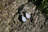 earrings white with patina - historical glass