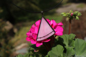 jewel pink with black - historical glass