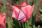 jewel pink with black - historical glass