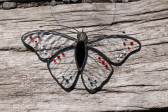 butterfly for - historical glass