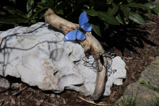 butterflies - historical glass