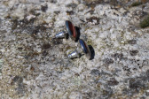 Jewelry of resin - historical glass