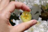 Jewelry of resin - historical glass
