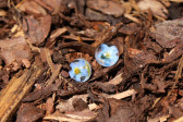 earrings - historical glass