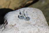 earrings - historical glass