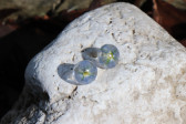 earrings - historical glass