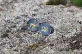 earrings - historical glass