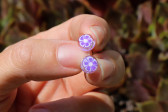 earrings - historical glass